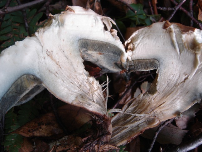 Un paio di funghi da determinare